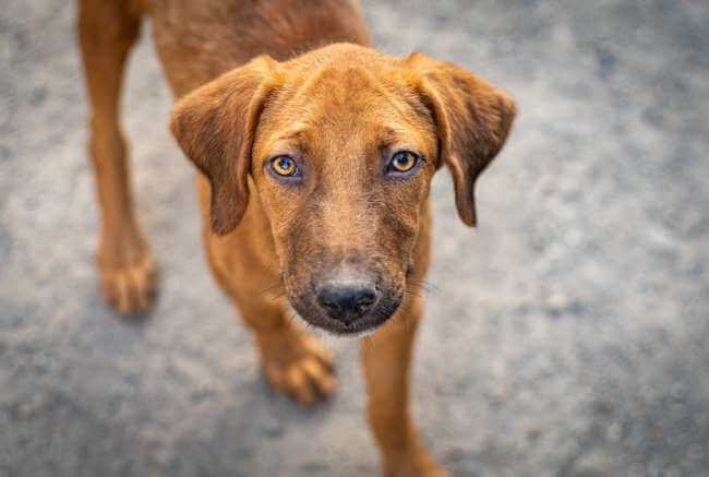 Algunas reglas que debes tener en cuenta antes de adoptar un perrito de la calle
