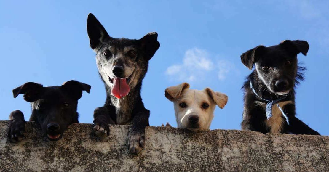 Algunas reglas que debes tener en cuenta antes de adoptar un perrito de la calle