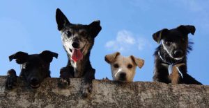 Algunas reglas que debes tener en cuenta antes de adoptar un perrito de la calle