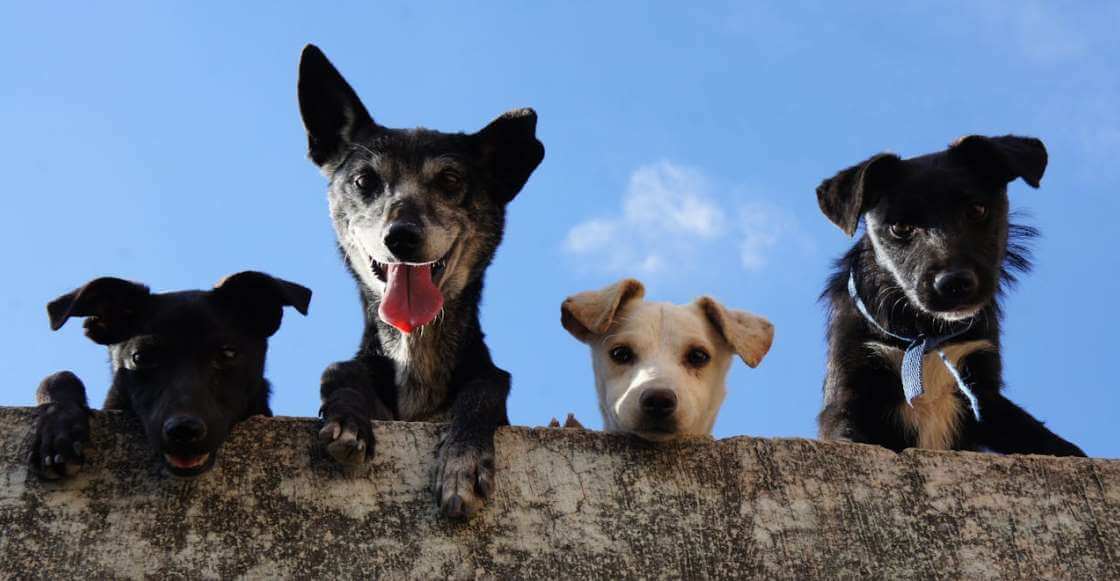 Algunas reglas que debes tener en cuenta antes de adoptar un perrito de la calle