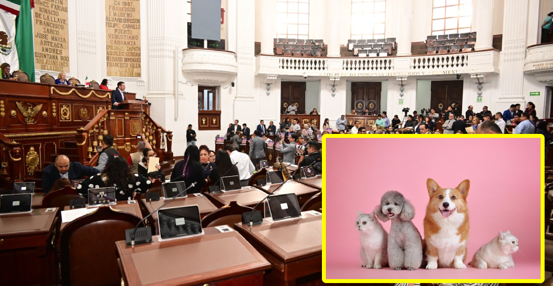 Aprueban que mascotas entren al Congreso de CDMX