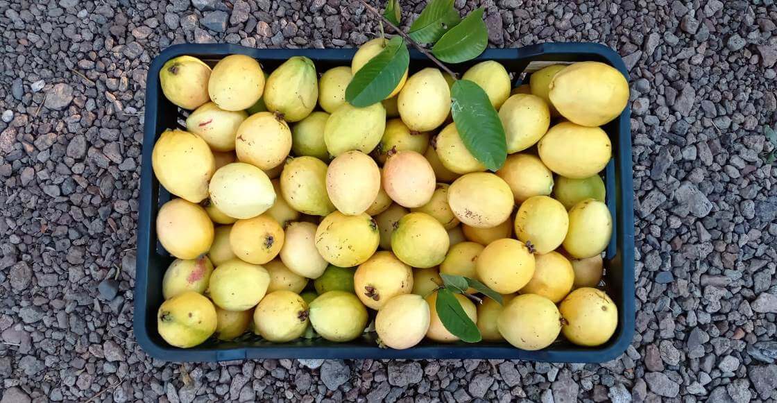 Un viaje dulce a la Capital Mundial de la Guayaba