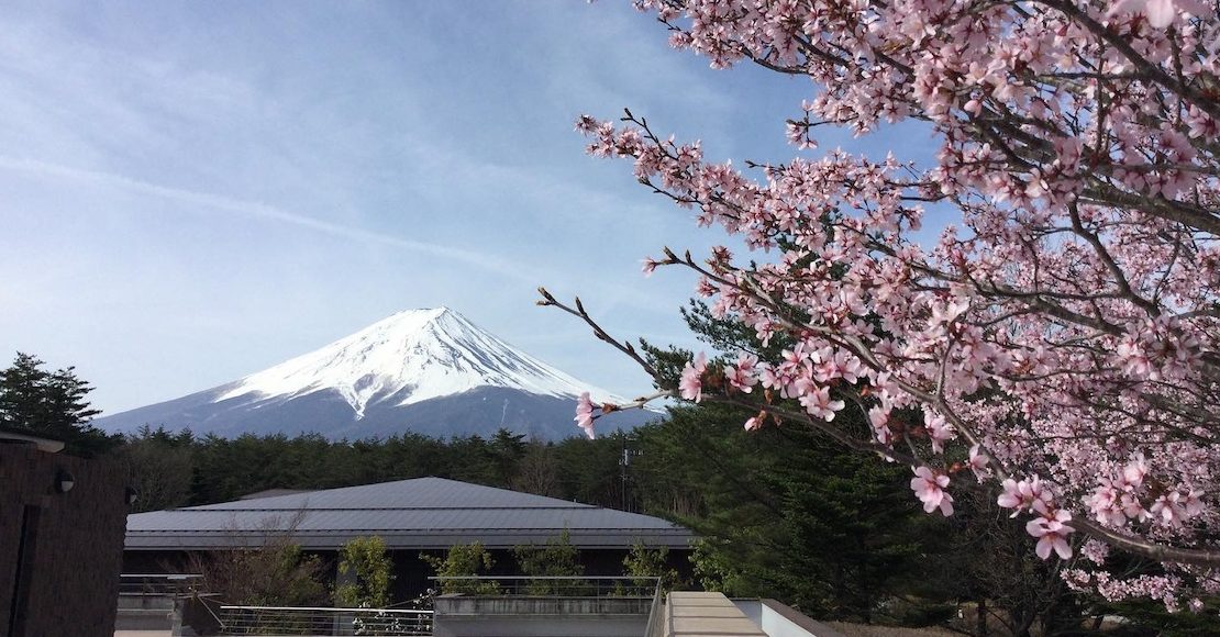 Japón cancela tradicional “Festival de los Cerezos en Flor” por mal comportamiento de turistas