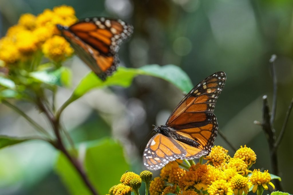 Mariposas monarca en el santuario de Michoacán