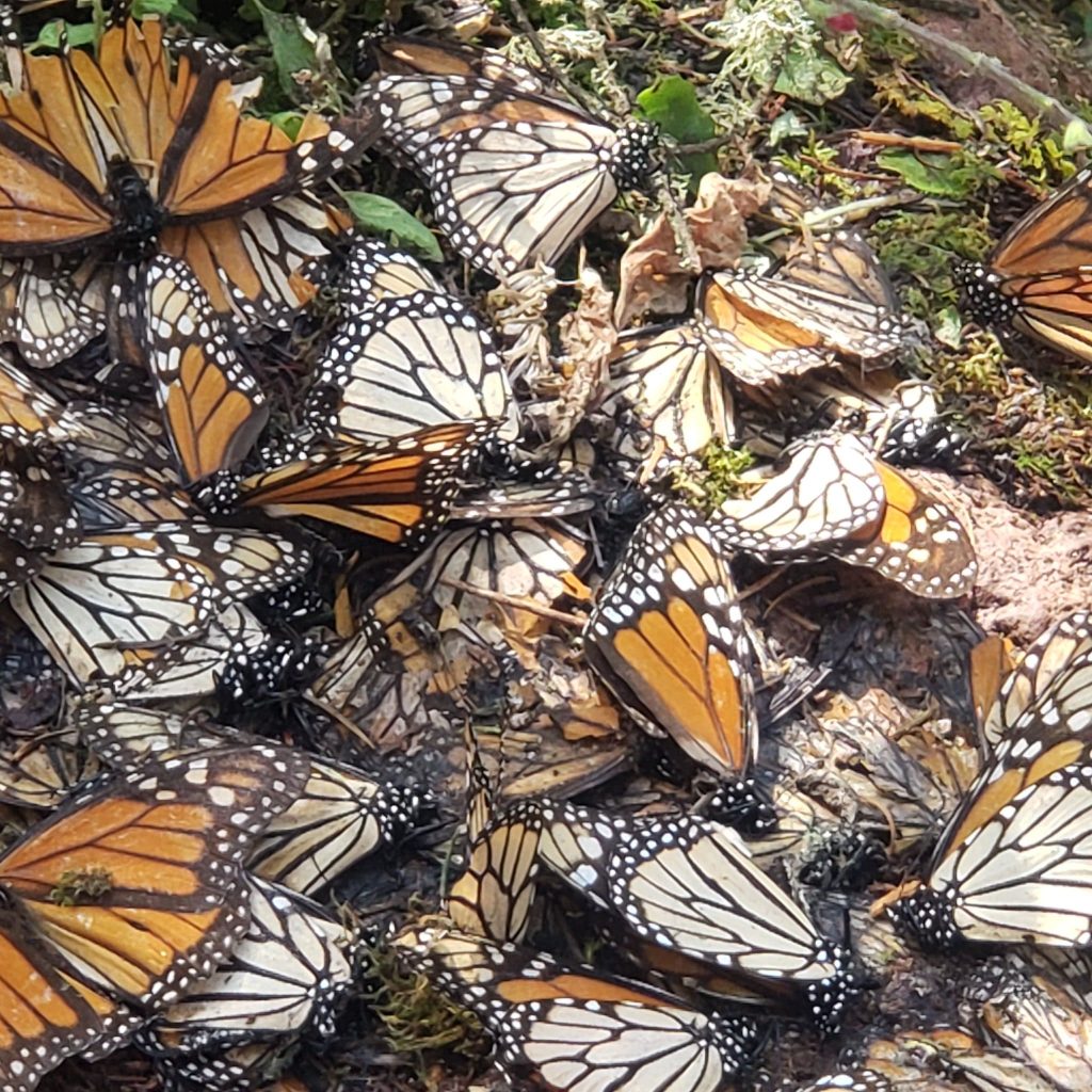 Santuarios Mariposas Monarcas