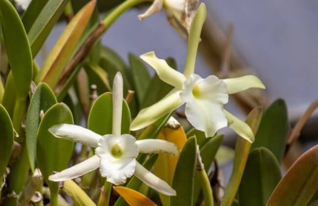 Poesía en medio de la ciudad: El Orquideario de Chapultepec