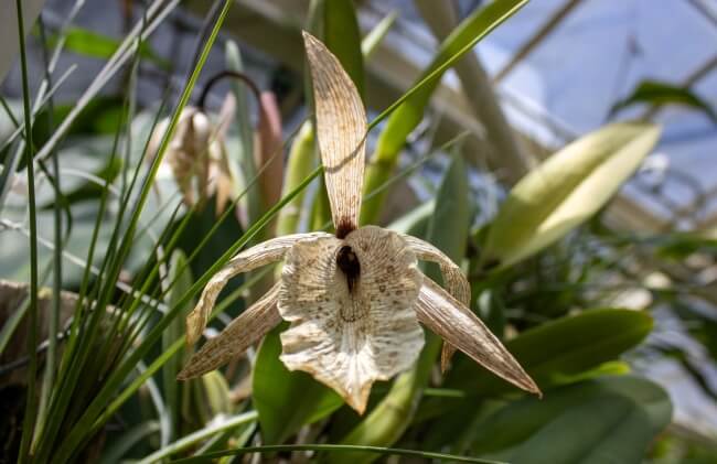 Poesía en medio de la ciudad: El Orquideario de Chapultepec