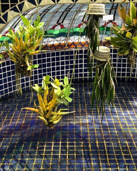 Poesía en medio de la ciudad: El Orquideario de Chapultepec