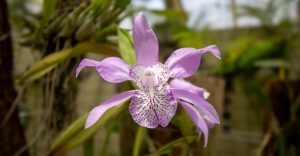 Poesía en medio de la ciudad: El Orquideario de Chapultepec