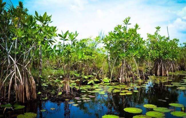 Lugares para ver pantanos en México (y descubrir orquídeas)