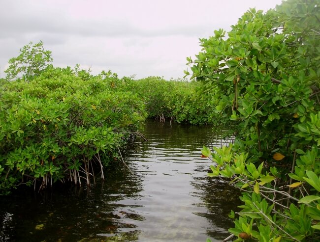 Lugares para ver pantanos en México (y descubrir orquídeas)
