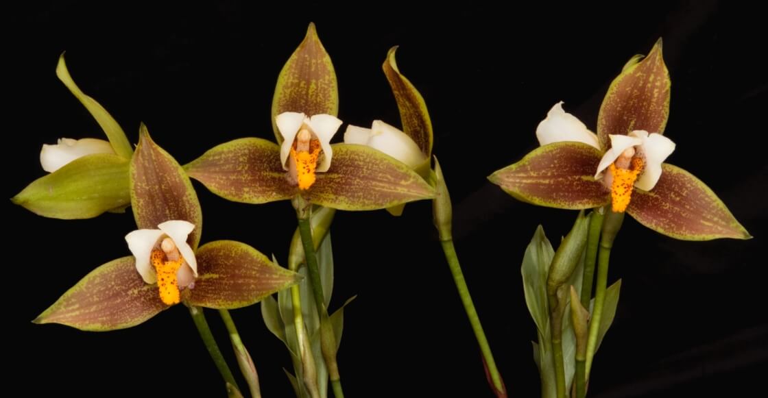 Lugares para ver pantanos en México (y descubrir orquídeas)