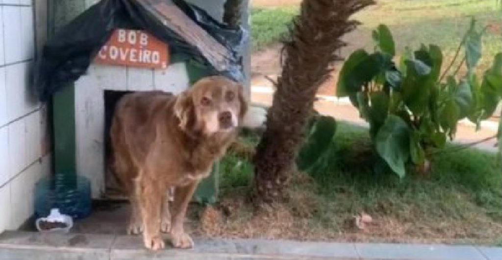 perrito-brasil-inspira-ley-dejara-mascotas-sean-enterradas-tumbas-dueno-3