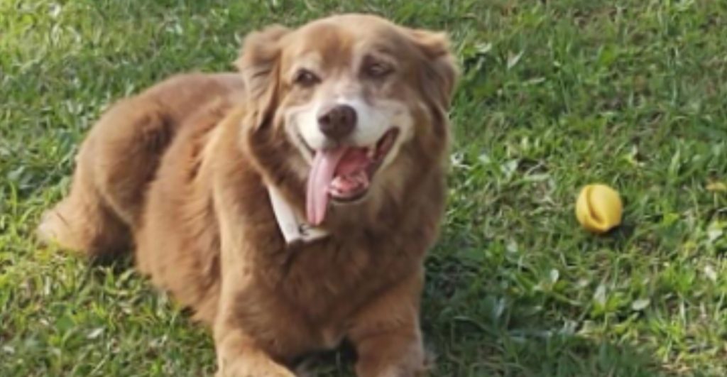 perrito-brasil-inspira-ley-dejara-mascotas-sean-enterradas-tumbas-duenos-1