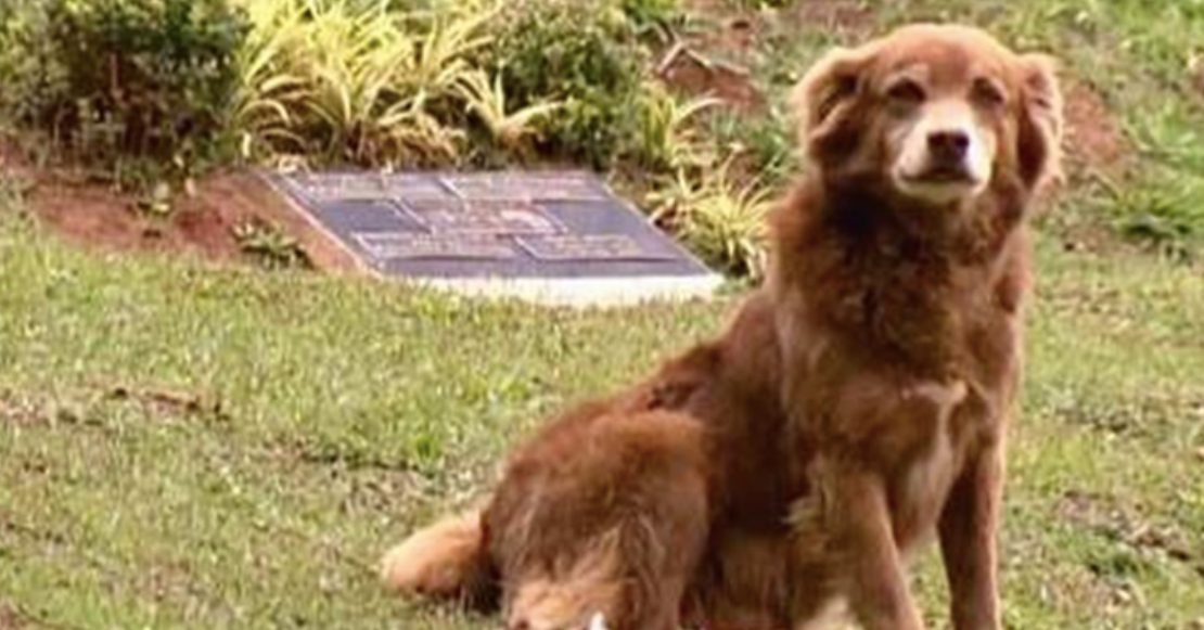 Perrito en Brasil inspira ley que dejará que mascotas sean enterradas en tumbas de sus dueños