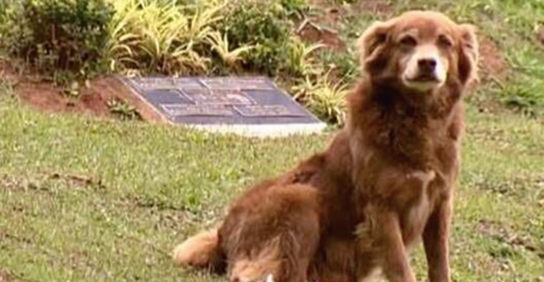 perrito-brasil-inspira-ley-dejara-mascotas-sean-enterradas-tumbas-duenos