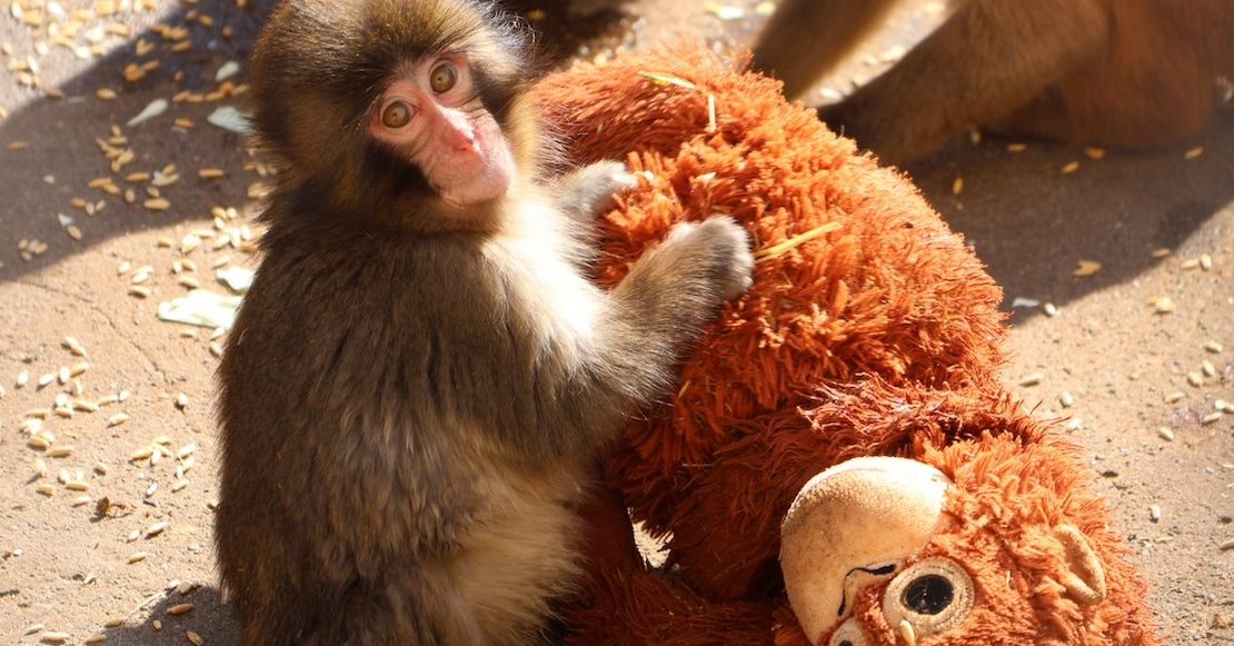 Preparen los pañuelos: La historia de Punch, un macaco bebé abandonado, y su amigo de peluche