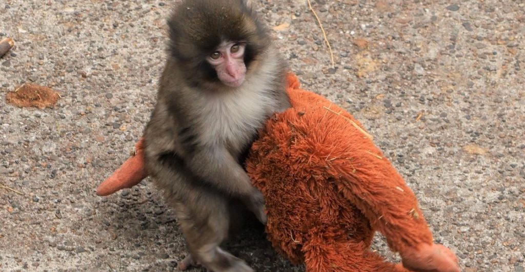 Preparen los pañuelos: La historia de Punch, un mono abandonado, y su amigo de peluche