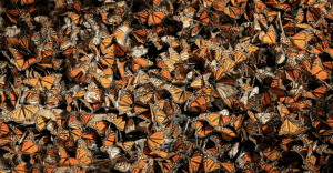 Santuarios Mariposas Monarcas