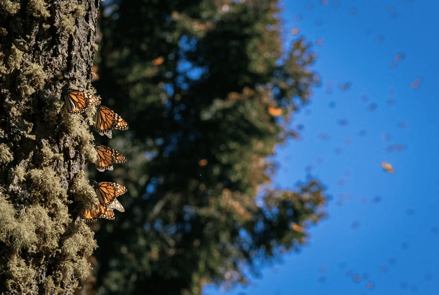 Santuarios Mariposas Monarcas