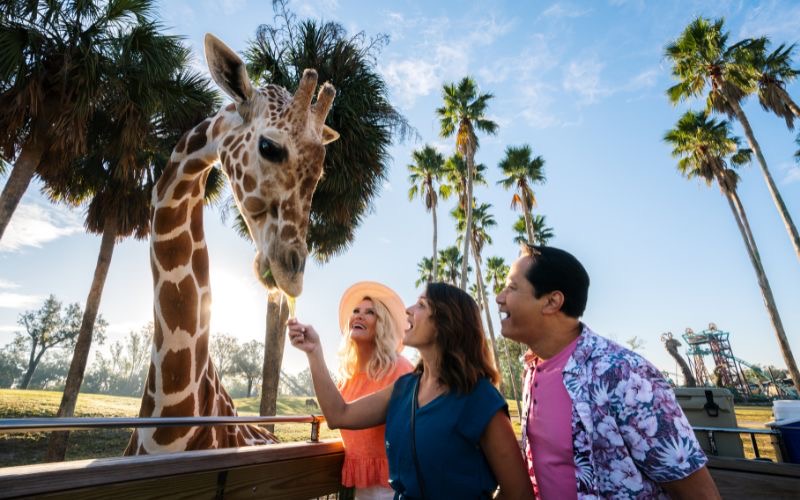 tampa y st petersburg destinos