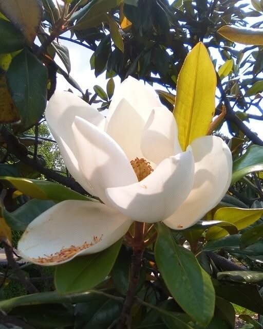 Para empezar la primavera: Lugares para ver magnolias en CDMX