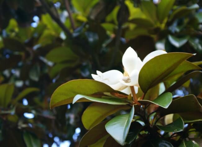 Para empezar la primavera: Lugares para ver magnolias en CDMX