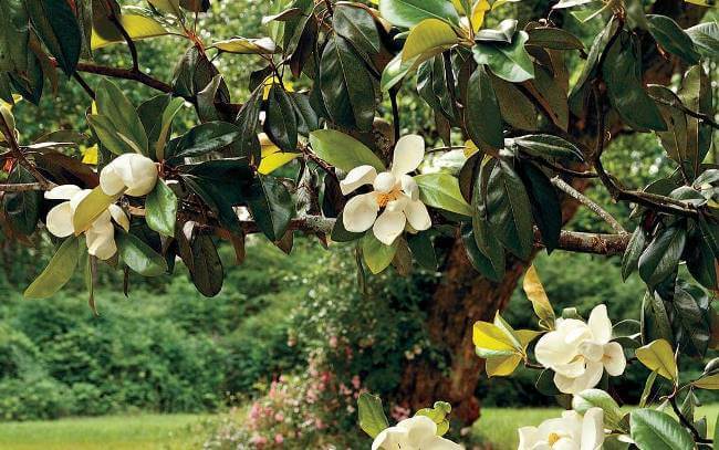 Para empezar la primavera: Lugares para ver magnolias en CDMX