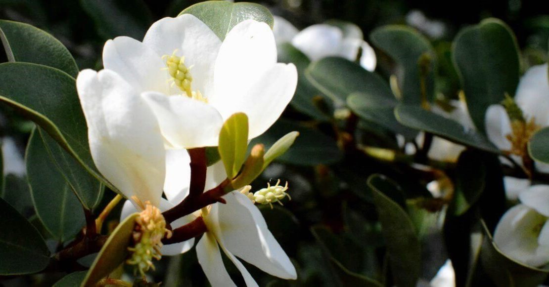 Para empezar la primavera: Lugares para ver magnolias en CDMX