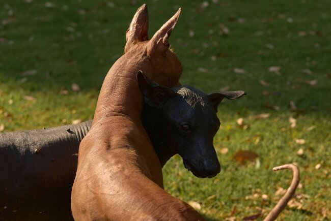 8 piezas imperdibles del Museo Dolores Olmedo
