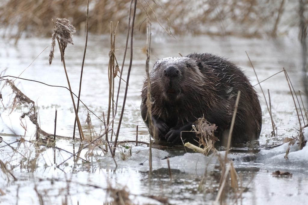 Un castor es un ingeniero de la naturaleza