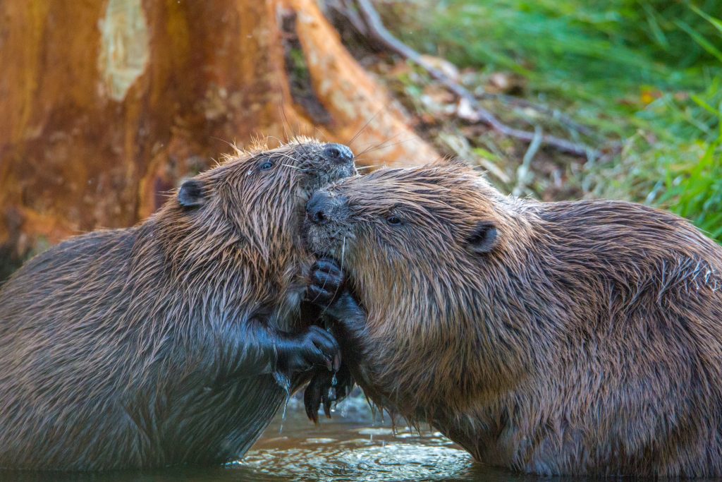 Dos castores siendo hermosos