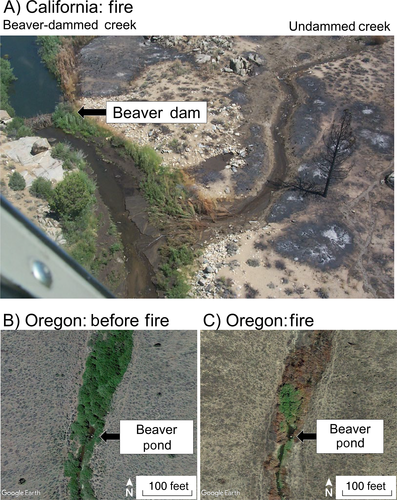 Imagen del impacto de los castores por los incendios forestales 