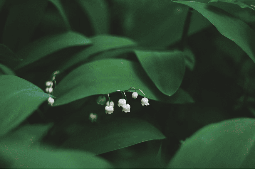 Cinco cuentos para leer en primavera