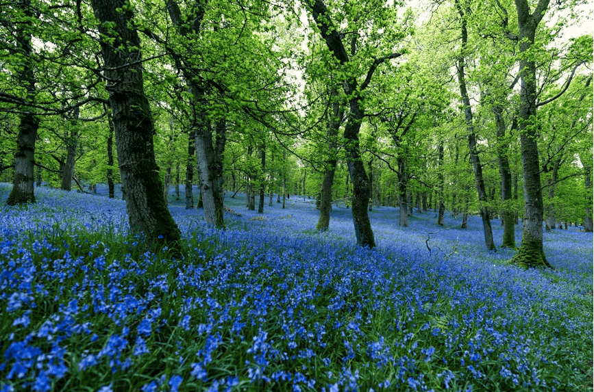 Cinco cuentos para leer en primavera