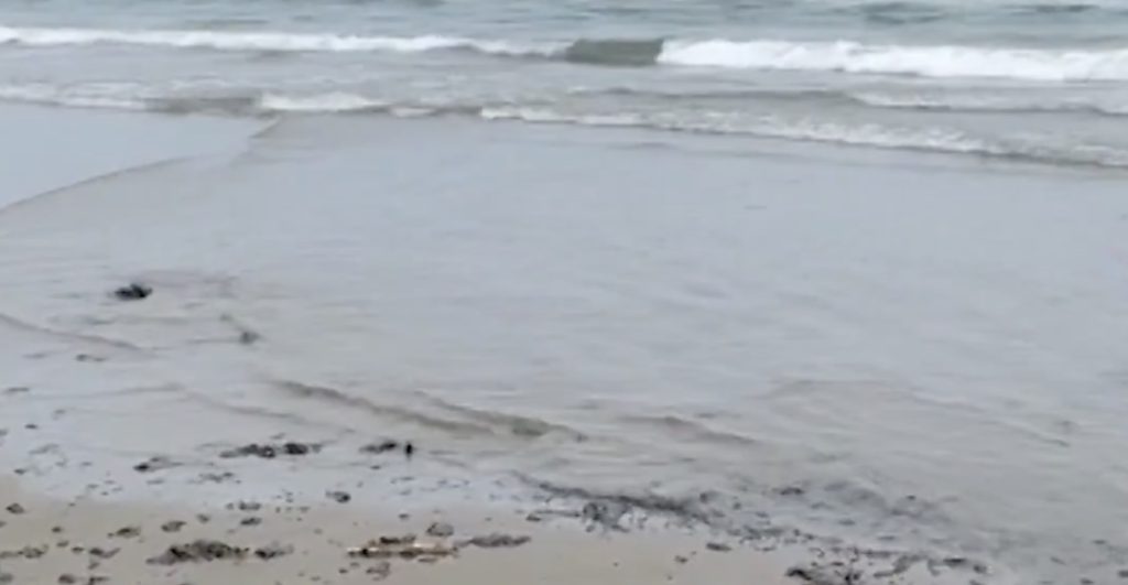 Tragedia ecológica en playas de Veracruz por derrame de petróleo