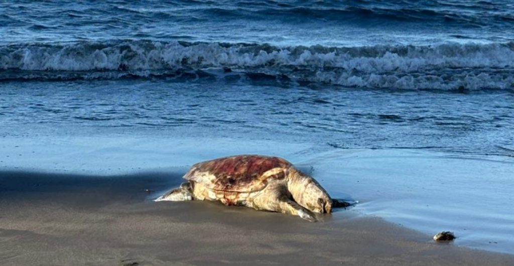 derrame-petroleo-golfo-mexico-que-esta-pasando-avance-limpieza-responsables-3