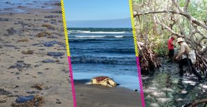 derrame-petroleo-golfo-mexico-que-esta-pasando-avance-limpieza-responsables