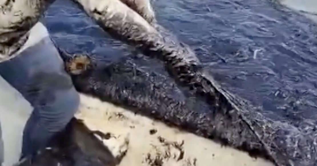 Tragedia ecológica en playas de Veracruz por derrame de hidrocarburos