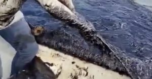 Tragedia ecológica en playas de Veracruz por derrame de petróleo