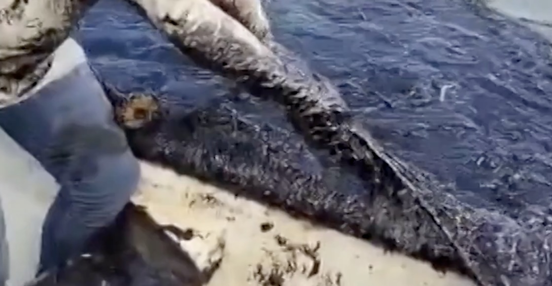 Tragedia ecológica en playas de Veracruz por derrame de petróleo