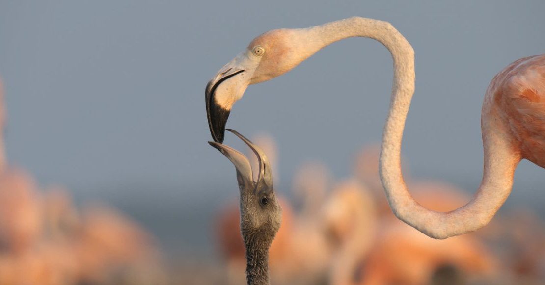 EXCLUSIVA: Mira aquí el tráiler de ‘Flamingos’, el documental con Julieta Venegas