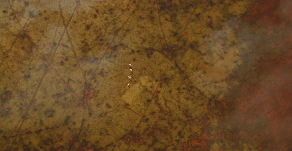 Imagen de 'Flamingos', el documental musicalizado por Bryce Dessner 