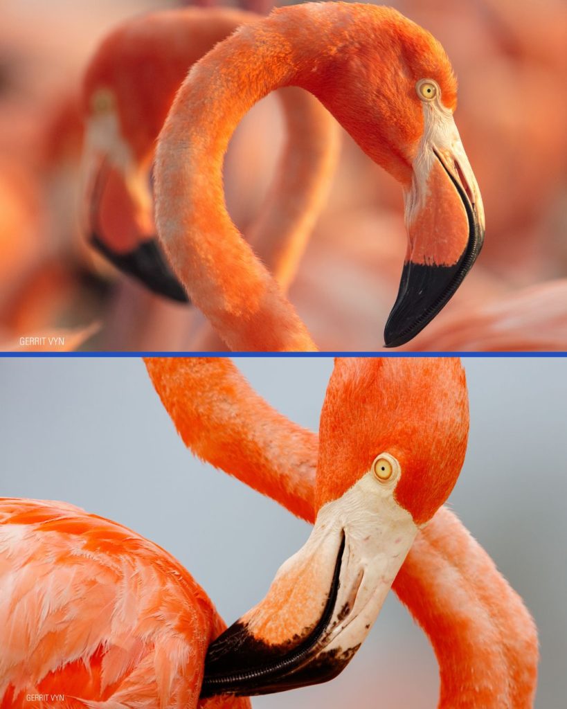 Imágenes de 'Flamingos' 