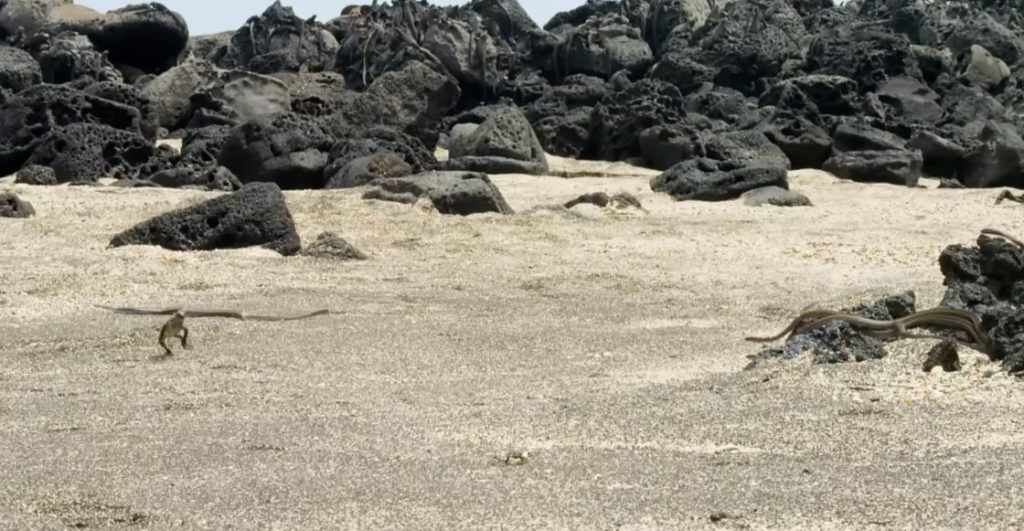 Iguana marina huyendo de serpientes corredoras