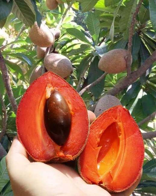 El exótico (y fantástico) origen del mamey