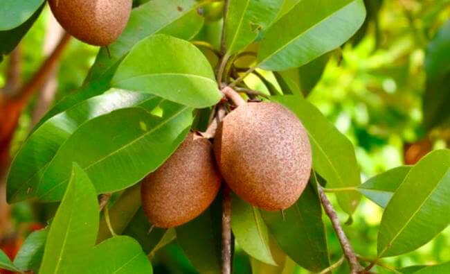 El exótico (y fantástico) origen del mamey