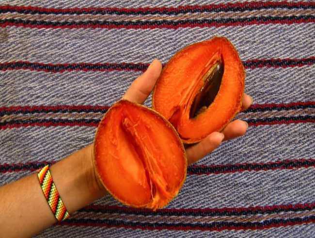 El exótico (y fantástico) origen del mamey