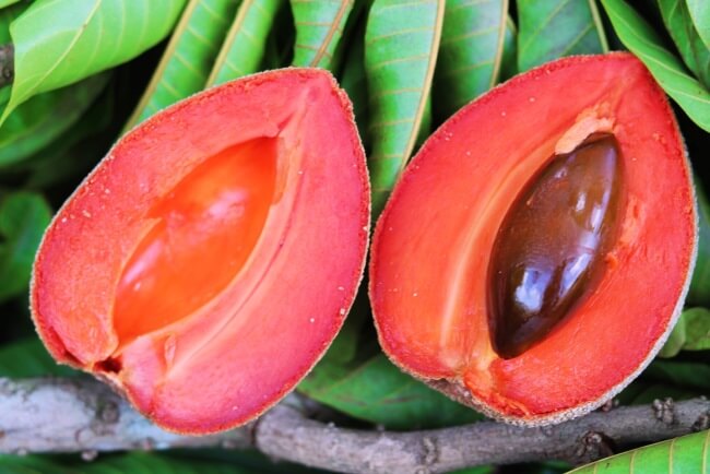 El exótico (y fantástico) origen del mamey