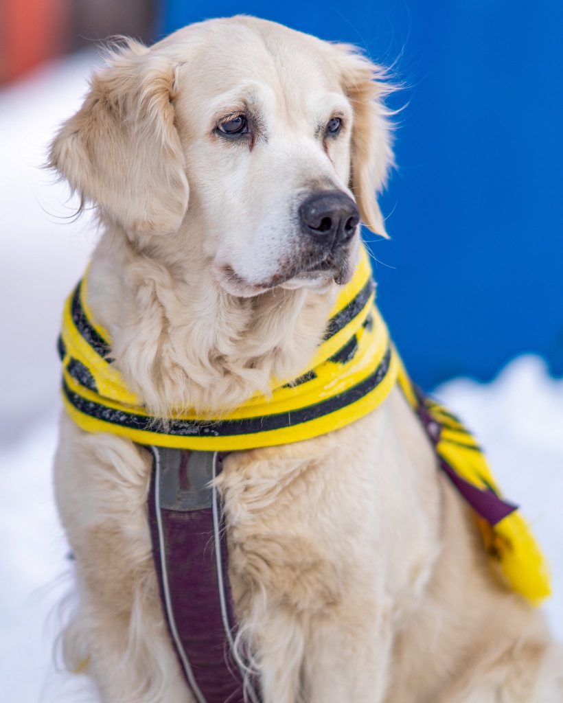 En Bodo, todos son aficionados del Glimt